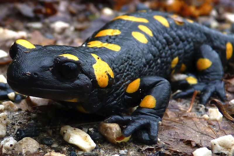 Salamandra Gialla e Nera